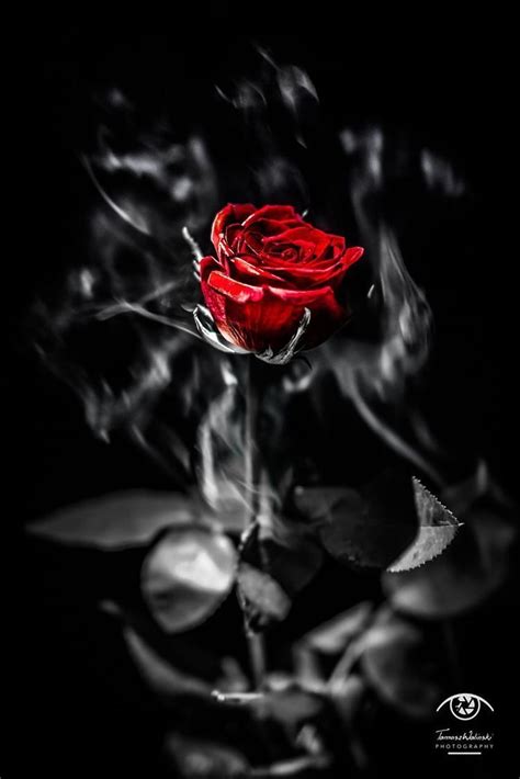 Red Rose With Black Background Hd
