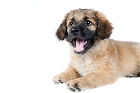 A good diet ifor your growing golden retriever puppy is crucial. Best Dog Food For Golden Retrievers In 2020 - Pup Junkies