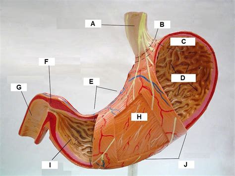 Stomach Diagram Quizlet