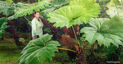 Gunnera Plant Care All About Growing Giant Leaf Plant