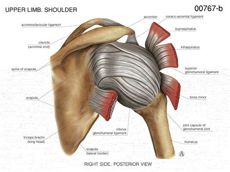 Shoulder Joint Surface Anatomy