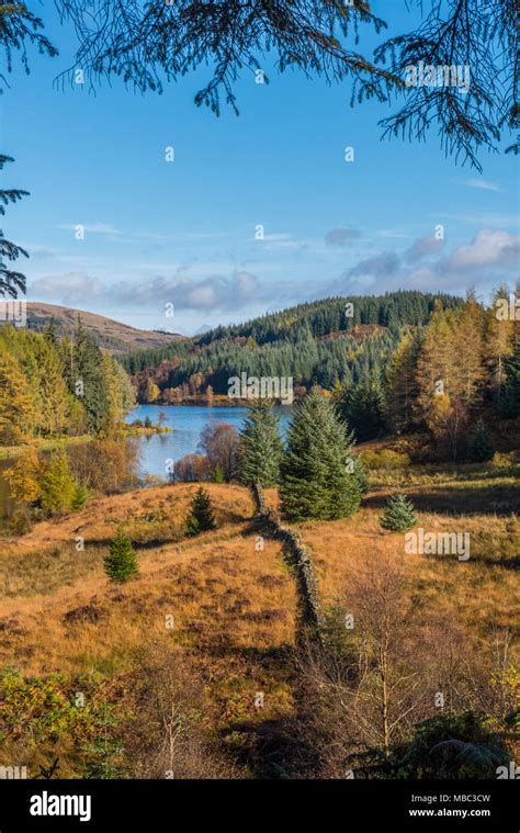 Autumn Or Fall In The Queen Elizabeth Forest In The Trossachs National