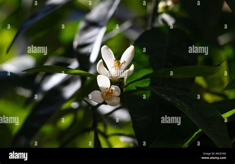 Citrus Blossoms Hi Res Stock Photography And Images Alamy