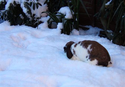 Snow Bunnies Splodz Blogz
