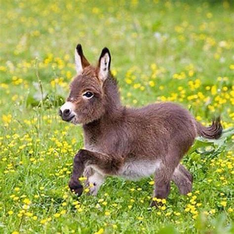 Pin By Geoffrey On Nature Aesthetic Baby Donkey Cute