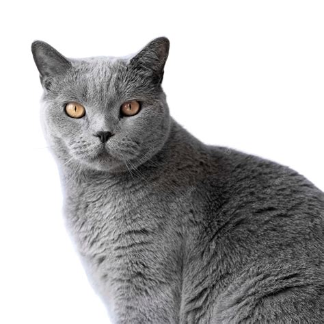 Download Purrfect Feline Friends" | Wallpapers.com