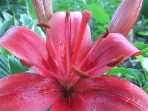 The Suburban Gardener Early Blooming Lilies