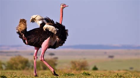 23 Amazing Facts About Ostriches Olympiad Tester