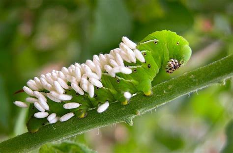 Caterpillar With Parasitic Wasp Cocoons That Formed On Its Body After