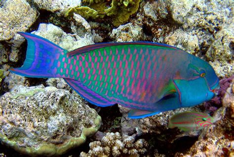 Parrot Fish Saltwater Aquarium Fish Tropical Fish