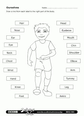parts   body worksheet learningenglish esl