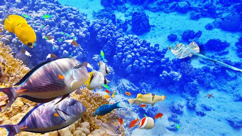 Man underwater digital wallpaper, person in suit digital wallpaper. Wallpaper Blue sea underwater world, coral, tropical ...