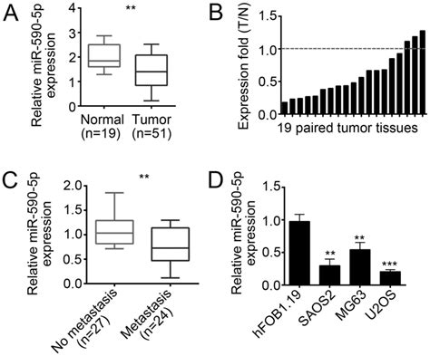 mir‑590‑5p suppresses osteosarcoma cell proliferation and invasion via targeting klf5