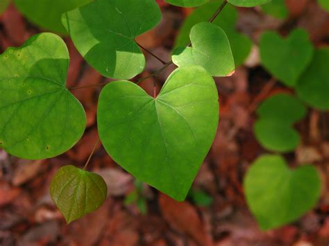 Heart Shaped Leaf Redbud Leaves Shaped Like A Heart For Flickr