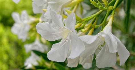9 Of The Best Oleander Varieties Gardeners Path