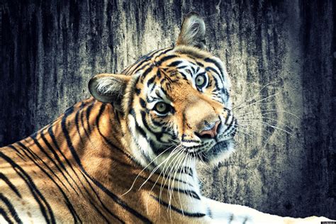Indian Tigers Genetic Diversity Population Faces Extinction For Lack