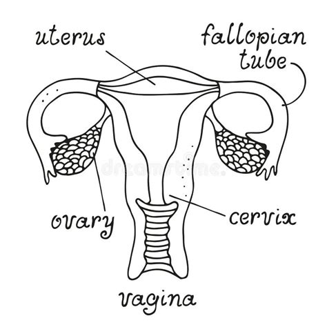 Útero y ovarios ilustración del vector ilustración de ciclo 19080654