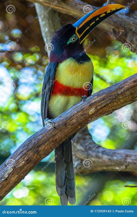 Green Aracari In Colombia Stock Image Image Of Nature 172939143