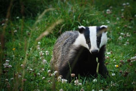 23 Breathtaking Photos Of British Wildlife Badger Watch Dorset Wild