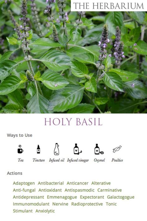 In general, i don't find holy basil to be anything too special. A Close Study of Holy Basil - Natural Health - MOTHER ...