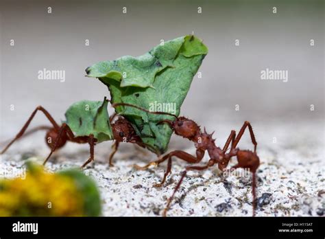 Leaf Cutter Ants Carrying Leaves To The Nest Insect Hi Res Stock