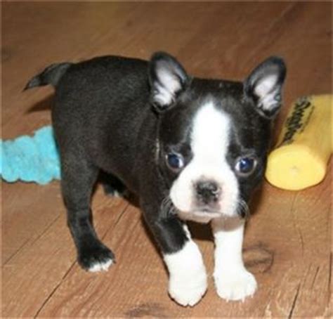 Boston terrier puppy training and breed information resource. well trained male and female Boston terrier puppies for sale