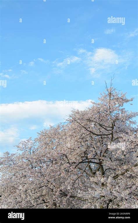 Cherry Blossom Trees Under A Blue Sky During The Cherry Blossom