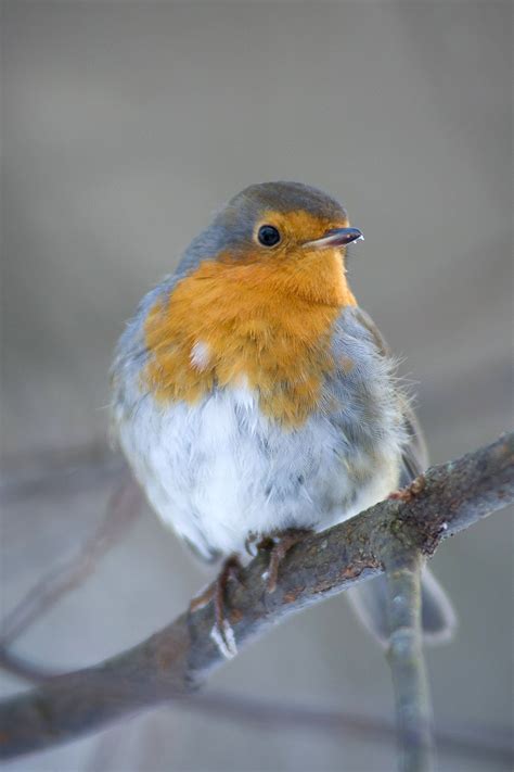 European Robin | European robin, Robin bird, Robin