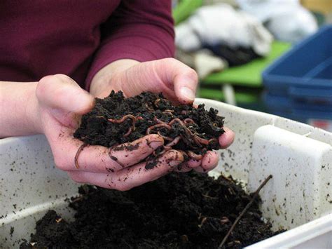 Vermicomposting Composting With Earthworms Vermicomposting Worm
