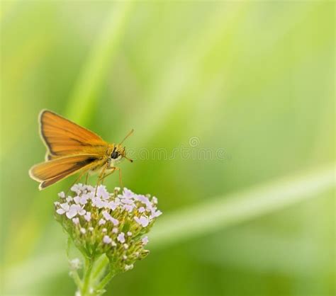 Beautiful Small Yellow Butterfly Stock Image Image Of Focus Freedom