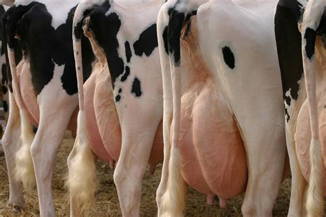 Excellent Udder Health For High Quality Milk Idf Idf Is The Leading