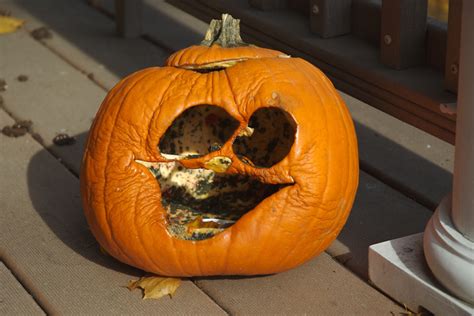Unfollow old timer knife to stop getting updates on your ebay feed. Pumpkin Rot: How To Stop It (...Prevent Shrinkage ...