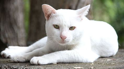 Jenis kucing betina dan jantan bisa dibedakan dengan mengetahui panggilannya. 100+ Nama Kucing Putih Jantan dan Betina // FaniCat