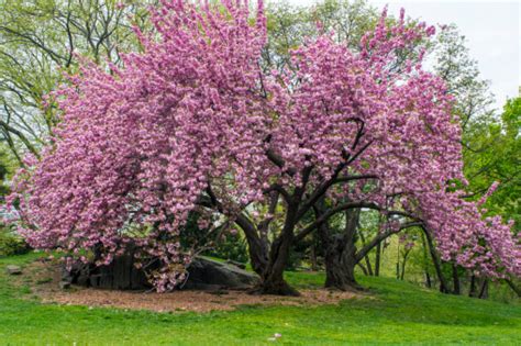 Prunus Serrulata Kanzan Japanese Flowering Cherry Stock Photo