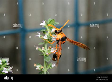 Orange Potter Wasp Eumenes Latreilli Stock Photo Alamy