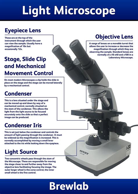 Overview Of A Light Microscope Brewlab