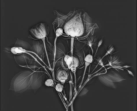 X Ray Photos Of Flowers Harold Davis