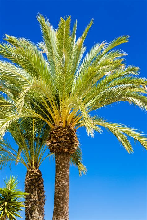 Palm Tree And Blue Sky Free Stock Photo Public Domain Pictures