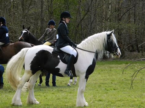 Horse Rider Free Stock Photo Public Domain Pictures