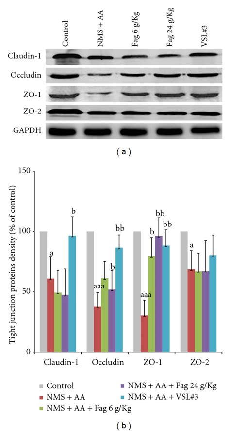 Western Blot Of Fag Treated Rat Colon TJs A Protein Of Claudin 1