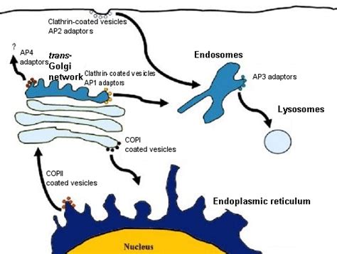 Cop 1 Cop 2 Clathrin - Receptor-mediated endocytosis by clathrin-coated v