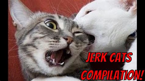 Jerk Cats Funny Animal Compilation Youtube