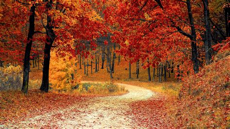 Autumn Trees Forest 4k 3840x2160 22 Wallpaper Pc Desktop