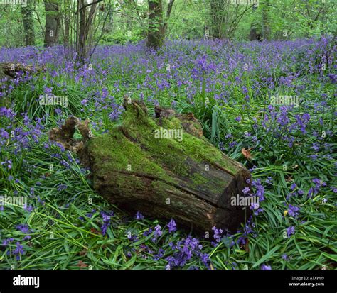 Bluebell Wood Pamphill Near Wimborne Dorset England Uk Stock Photo