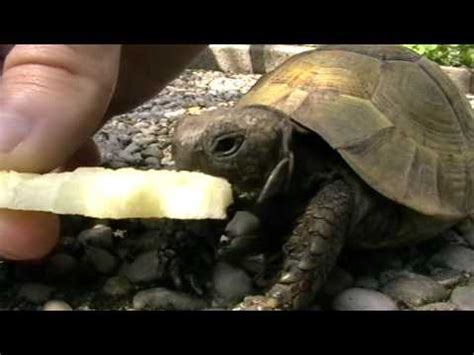 The 10th researcher was a 'cat only lover' keeping jokes aside, every dog bites(except the one which lost all its teeth) dogs bite for various reasons. Turtle eating apple - YouTube