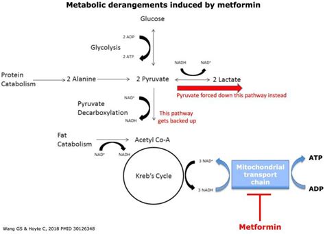 Metformin Associated Lactic Acidosis Maimonides Emergency Medicine