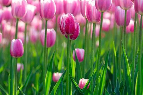 Tulip Wallpaper Free Hd Download