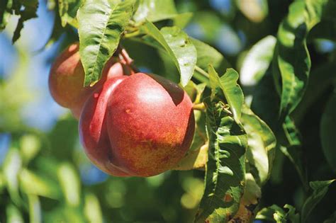 Stone Fruit Growing Fruit Trees Grit Rural American Know How