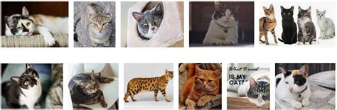 20 Mixed Cat Breeds Best Mixed Breed Cats Profile Characteristics