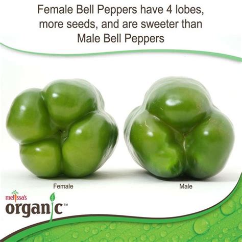 Do You Know If Your Bell Peppers Are Male Or Female The Rojak Pot